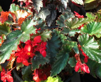 B. ‘Orange County’